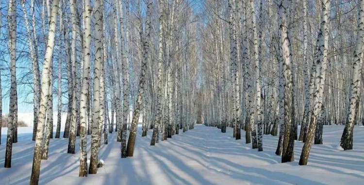 线路推荐|来哈尔滨开启一场中国雪乡-亚布力穿越自驾之旅！